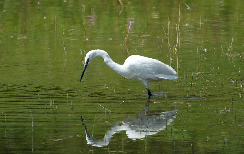 Aigrette