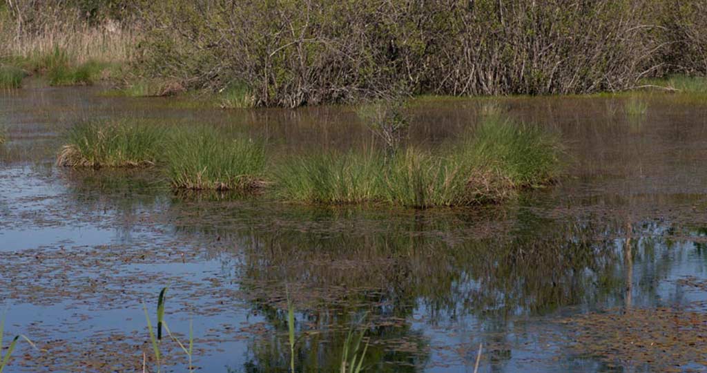 Lagune du Gât Mort