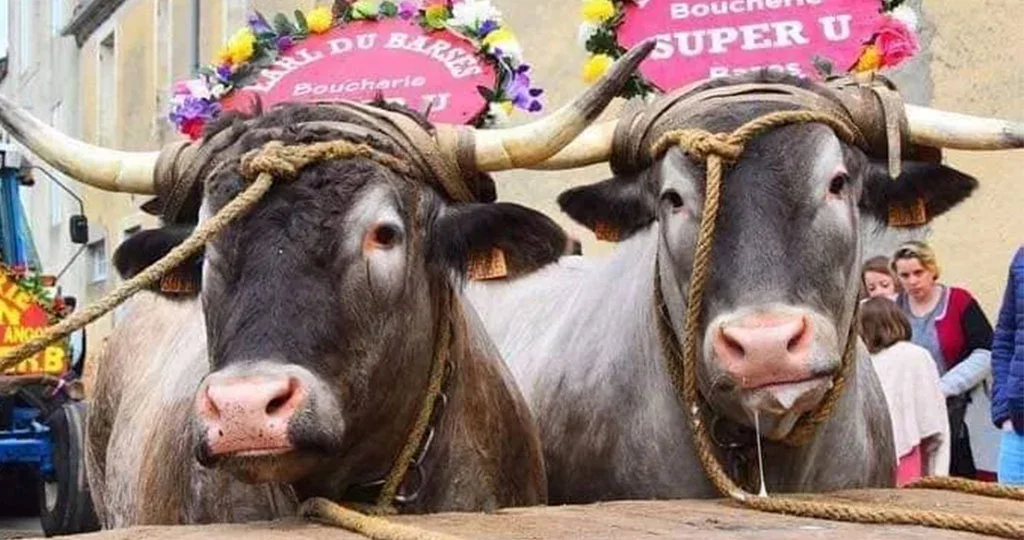 Bœufs gras de Bazas